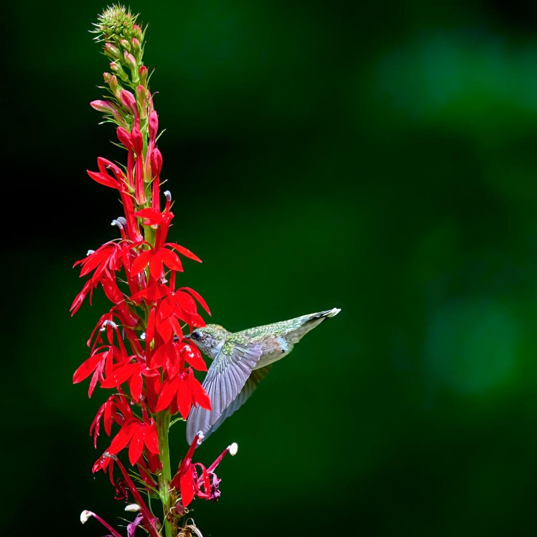 Cardinal Flower (Lobelia cardinalis) Live Plant – Native Hummingbird Perennial – Zones 3–9