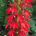 Cardinal Flower (Lobelia cardinalis) Live Plant – Native Hummingbird Perennial – Zones 3–9