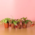 Savage Quad Carnivorous Plant Bundle