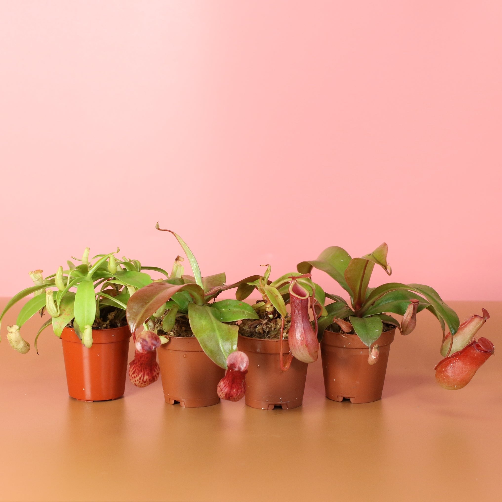 Savage Quad Carnivorous Plant Bundle