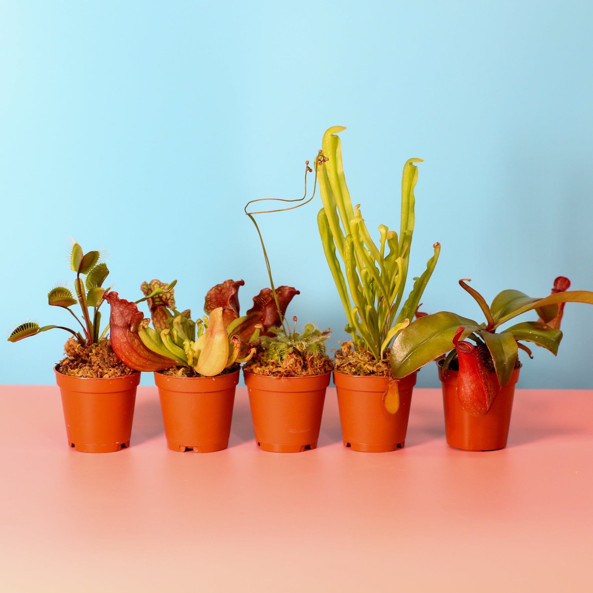 Party of Five Carnivorous Plant Bundle