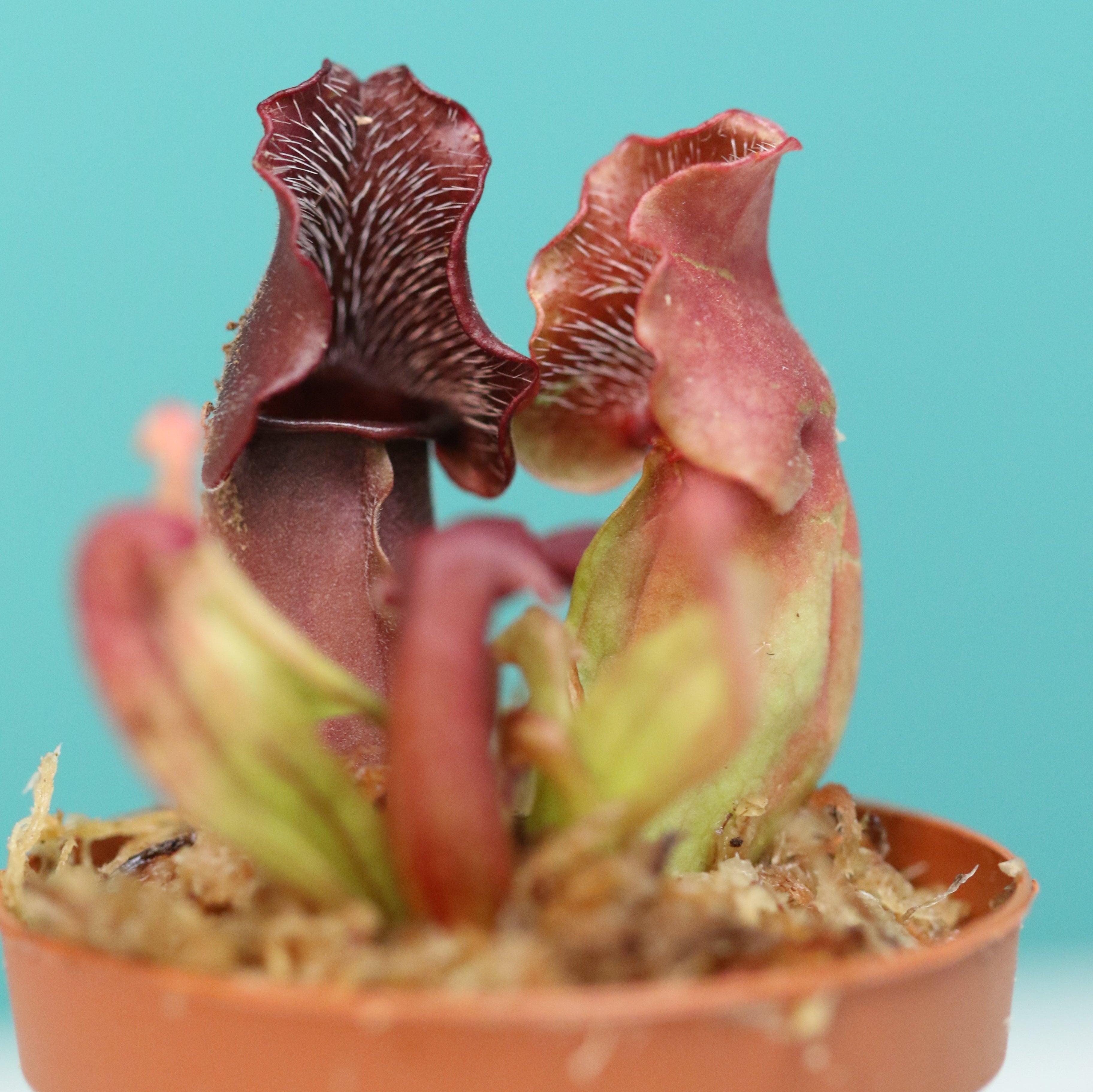 Party of Five Carnivorous Plant Bundle
