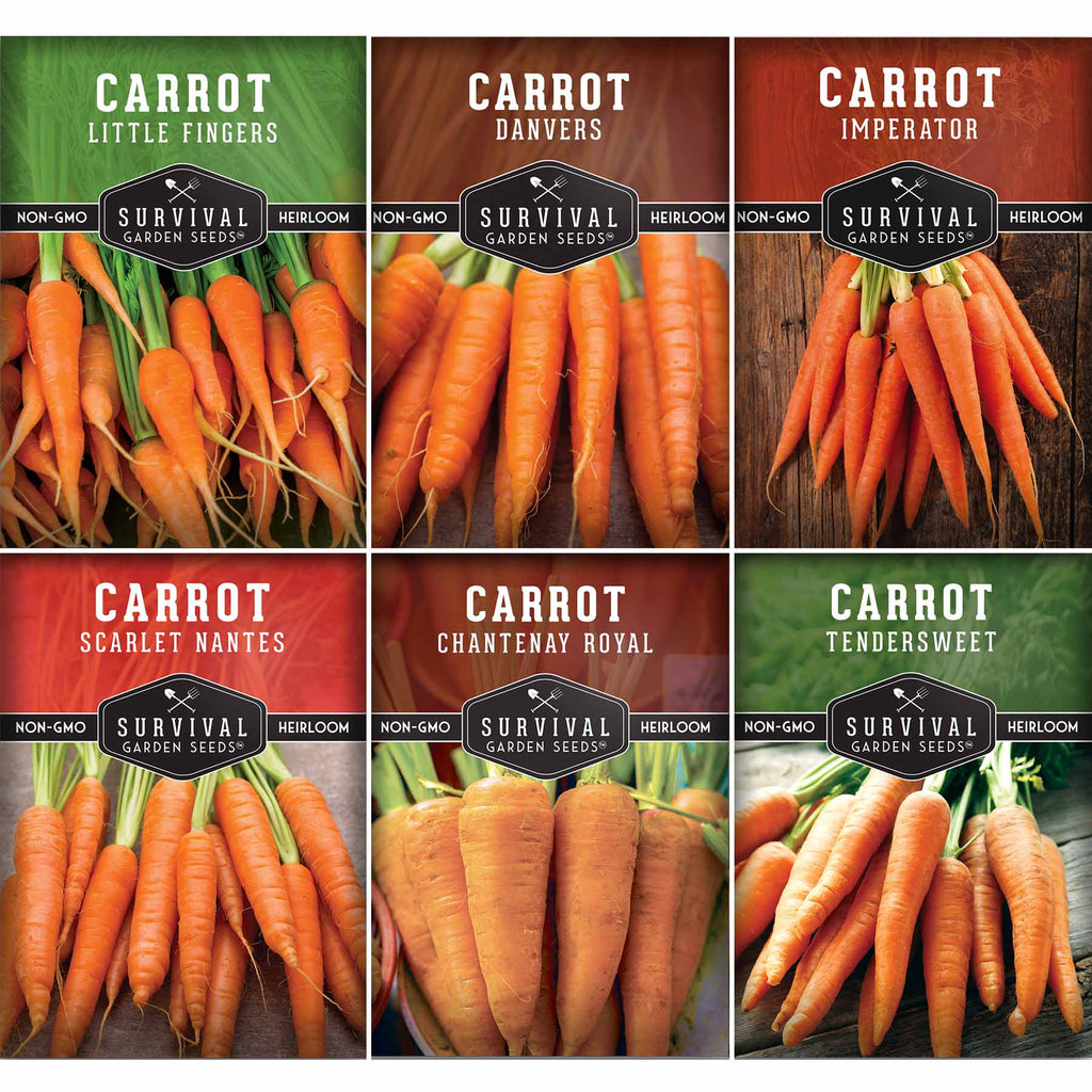Carrot Seed Collection – Six Heirloom Garden Carrot Varieties for Fresh Eating, Juicing, Storage & Preserving