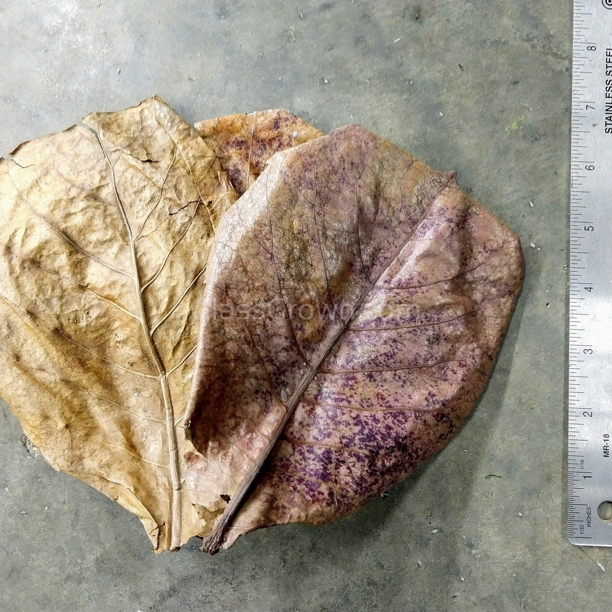 Catappa Indian Almond Leaves