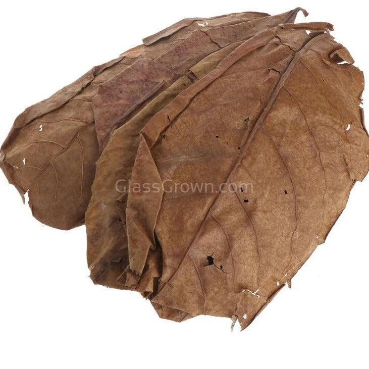Catappa Indian Almond Leaves