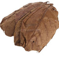 Catappa Indian Almond Leaves