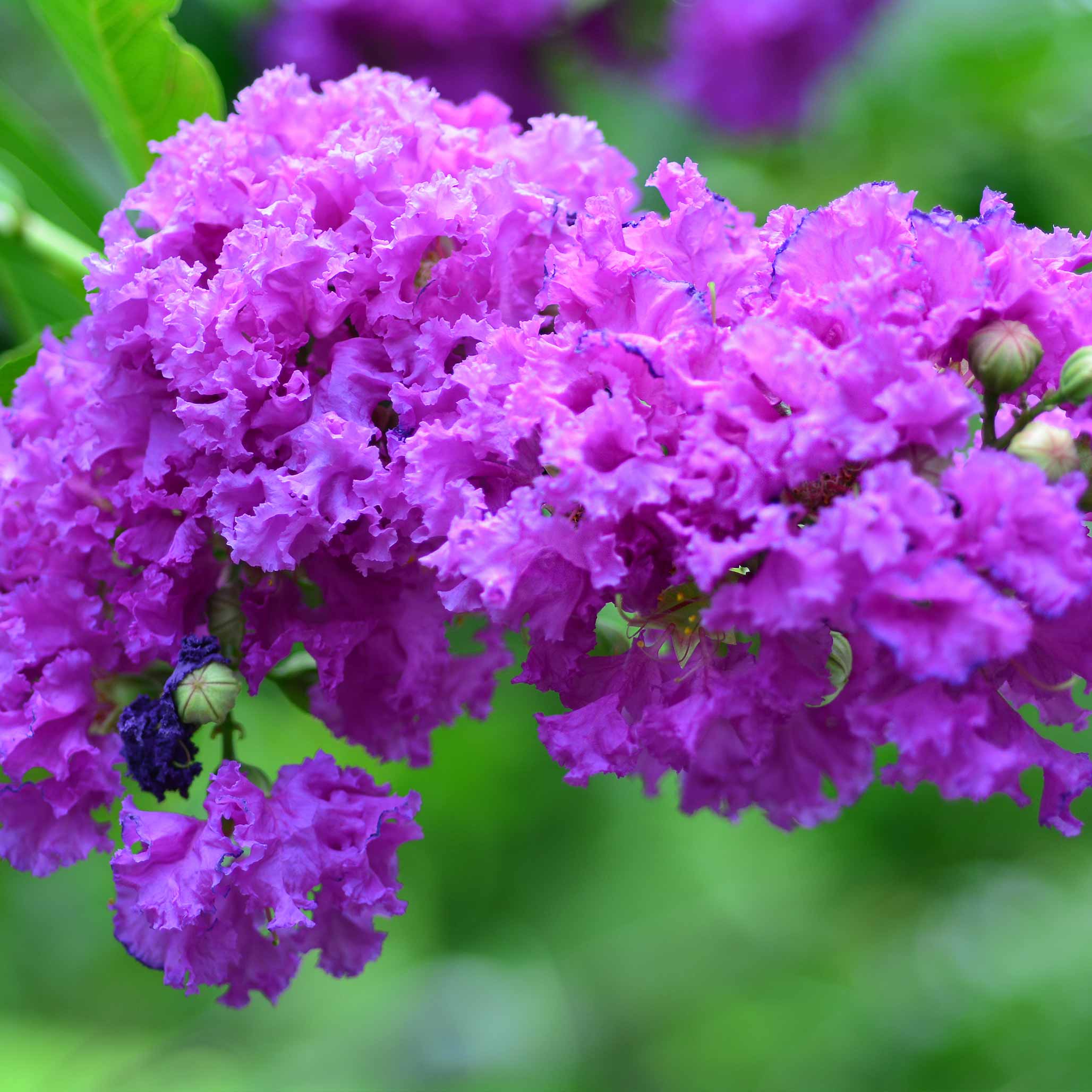 Catawba Crape Myrtle
