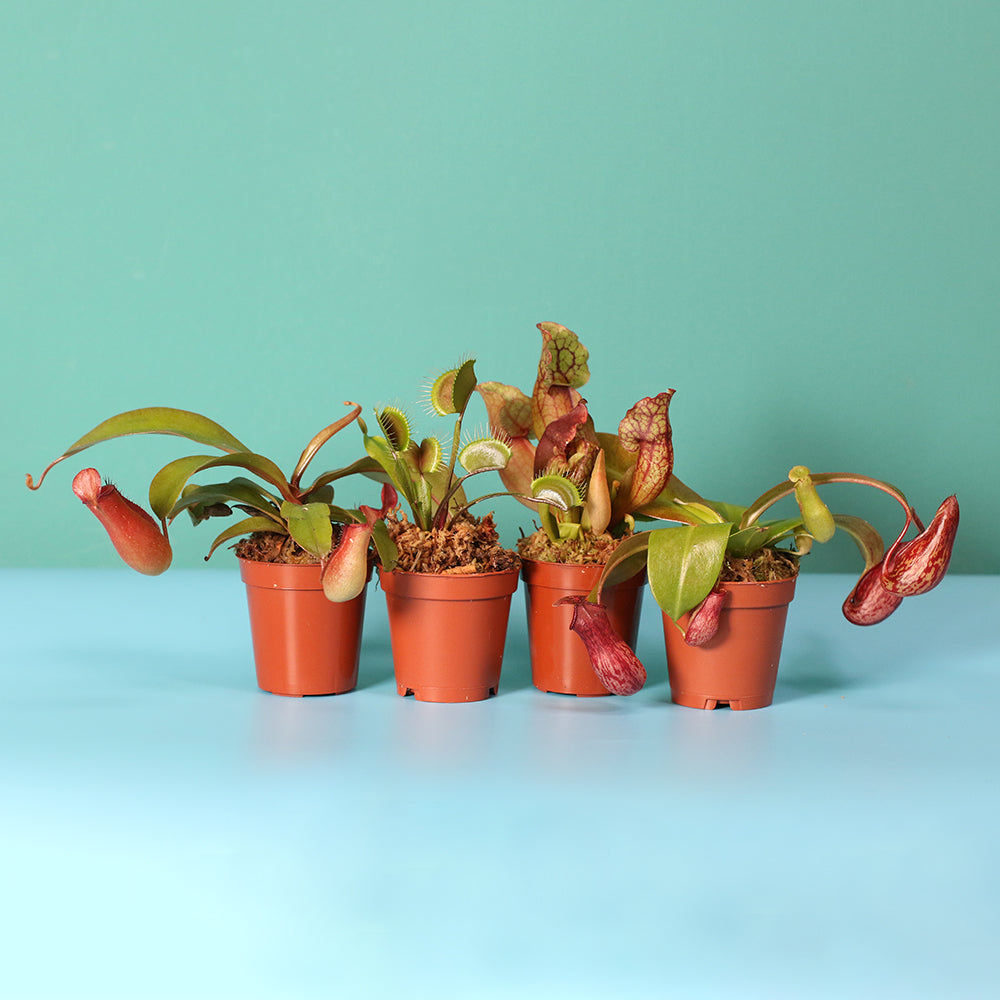 Savage Quad Carnivorous Plant Bundle