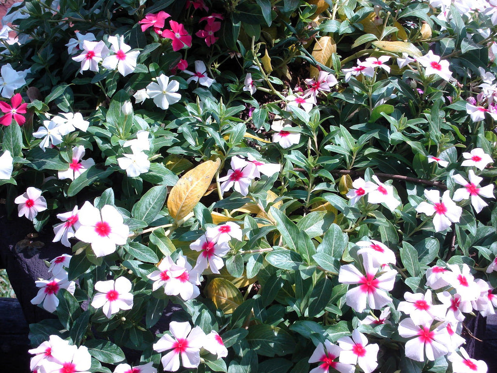 100 BRIGHT EYES PERIWINKLE Vinca Rosea Dwarf White & Pink Flower Seeds