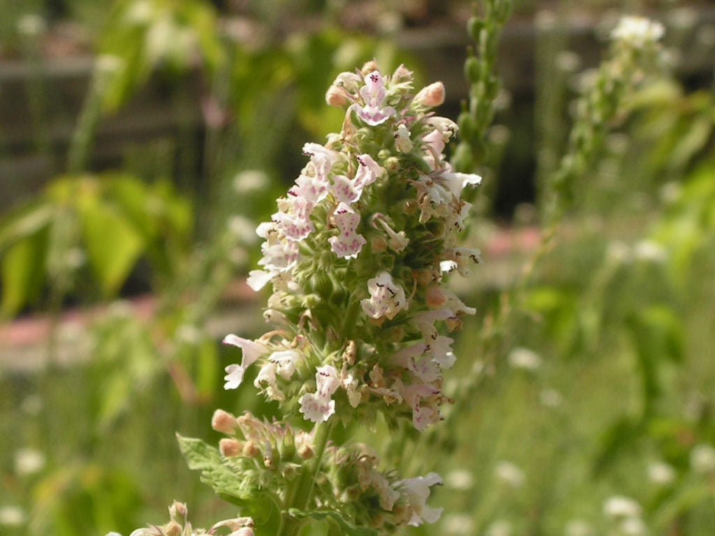 1000 Catnip Seeds - Nepeta cataria Seeds