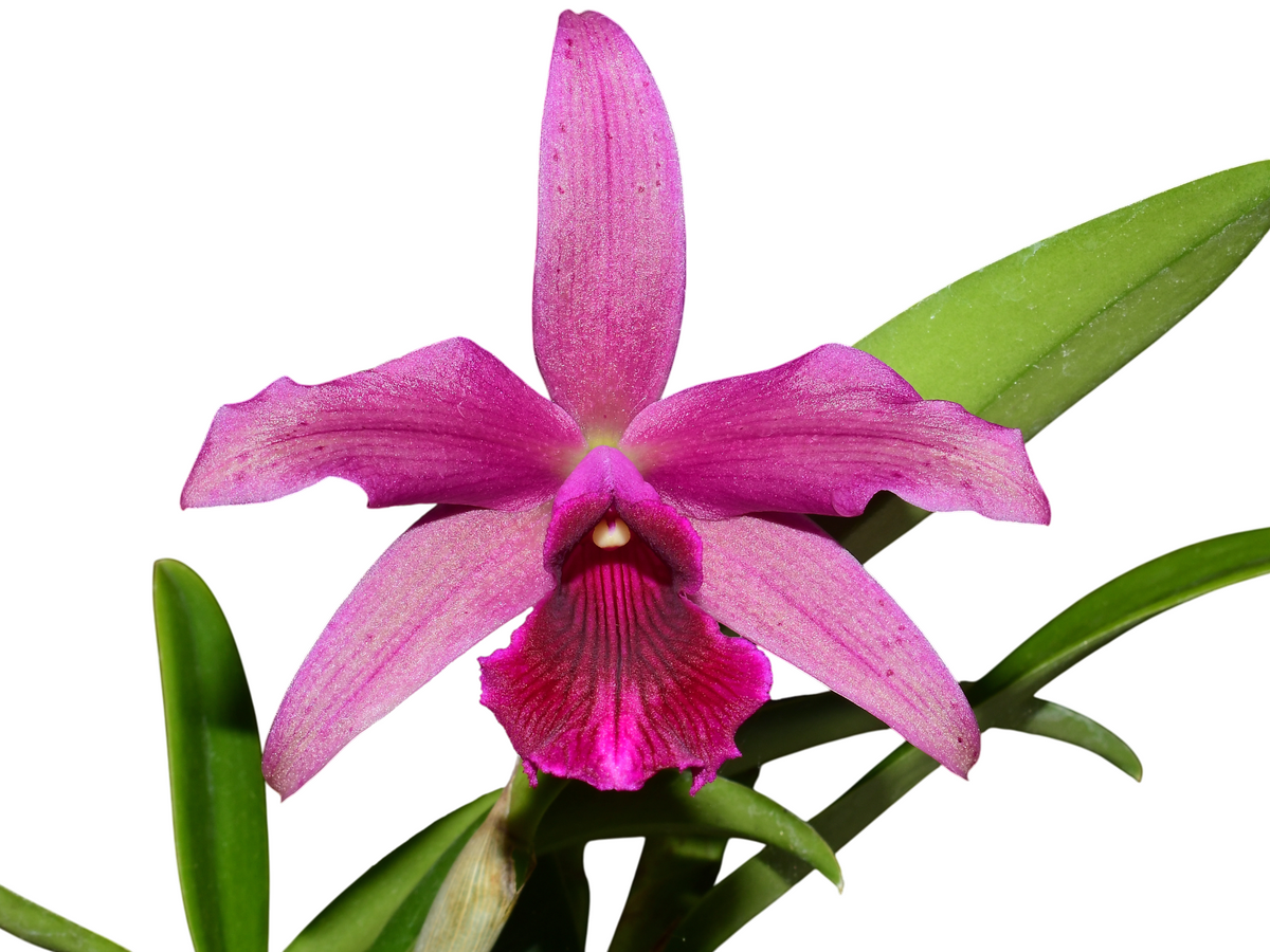 Cattleya bicalhoi