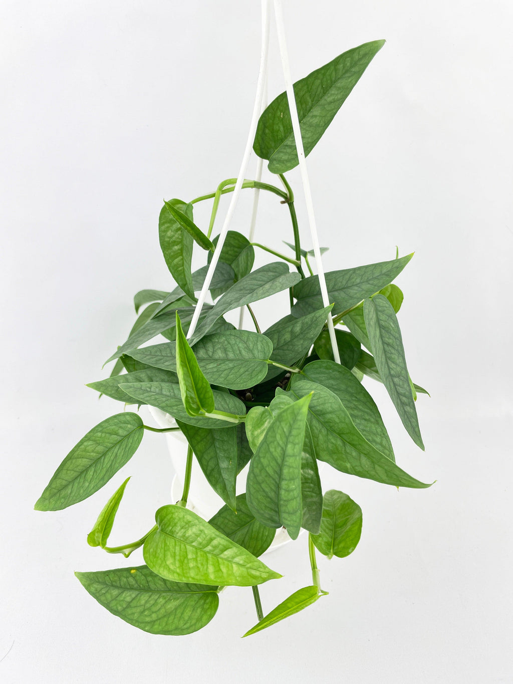 Epipremnum Pinnatum ‘Cebu Blue’ Pothos