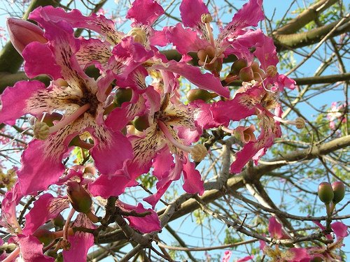 Ceiba Speciosa 10 Seeds, Hardy Pink Chorisia Kapok Silk Floss Tree