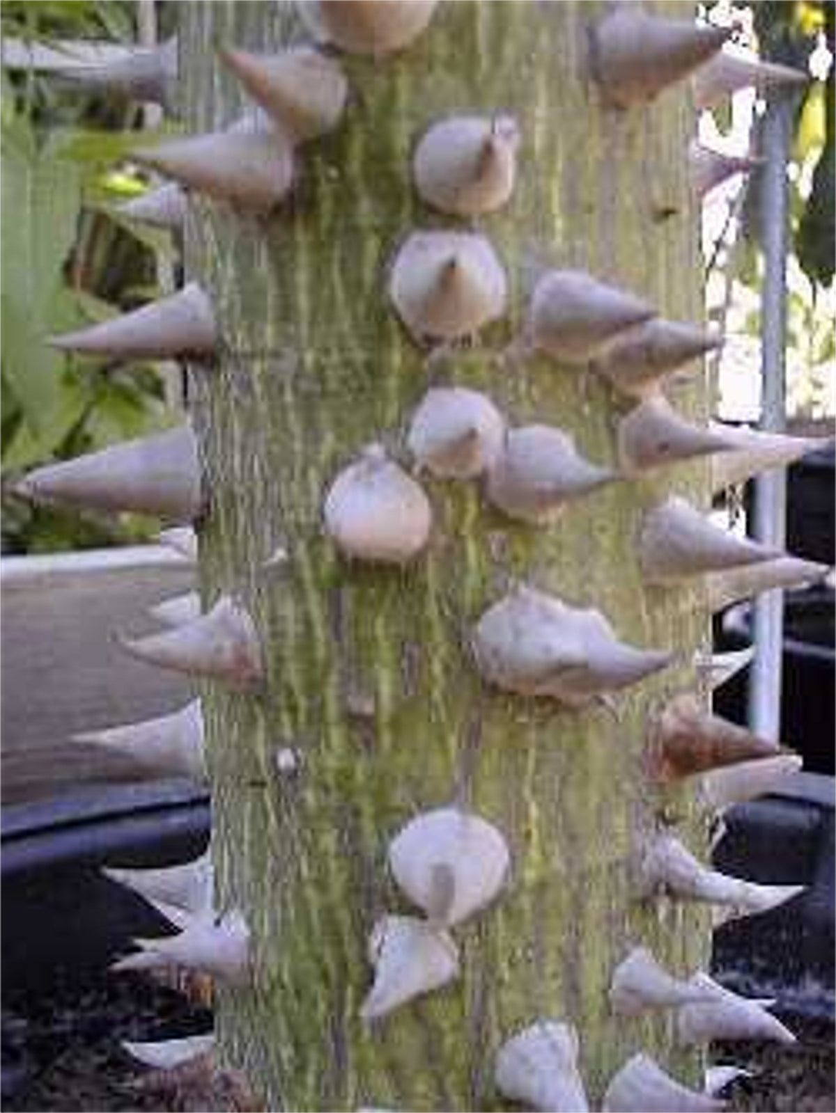 Ceiba Speciosa 10 Seeds, Hardy Pink Chorisia Kapok Silk Floss Tree
