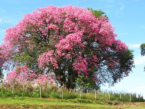 Ceiba Speciosa 10 Seeds, Hardy Pink Chorisia Kapok Silk Floss Tree