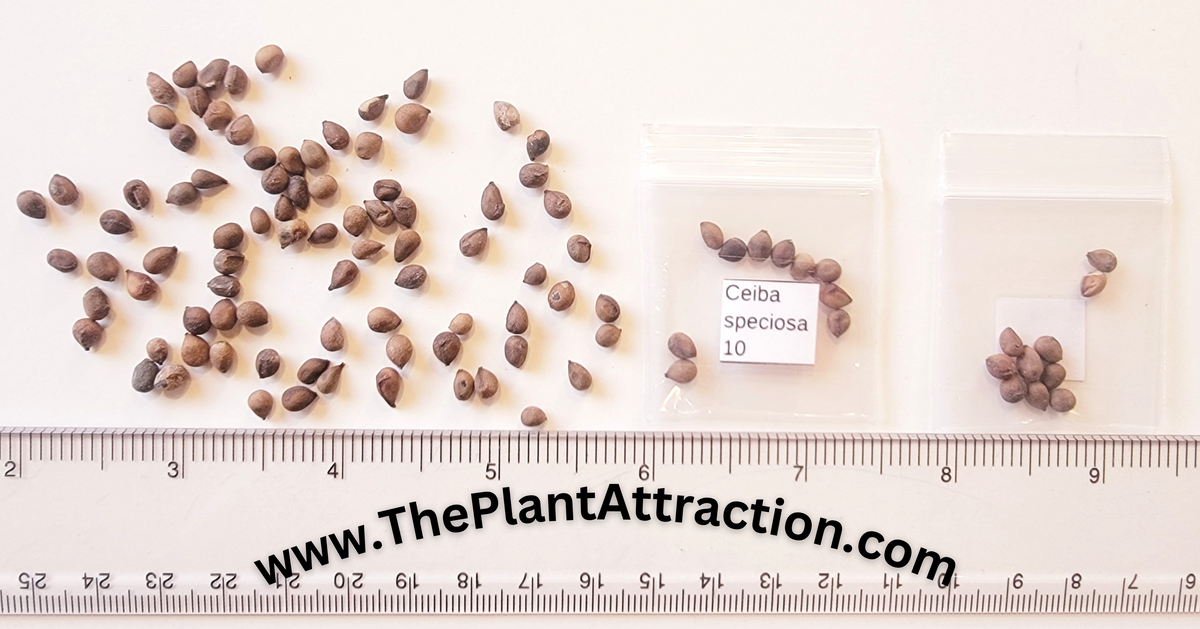 Ceiba Speciosa 10 Seeds, Hardy Pink Chorisia Kapok Silk Floss Tree