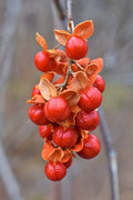 Celastrus scandens Seeds | American Bittersweet Climbing Vine | Native Ornamental Berry & Wildlife Plant | 30 Non-GMO Seeds