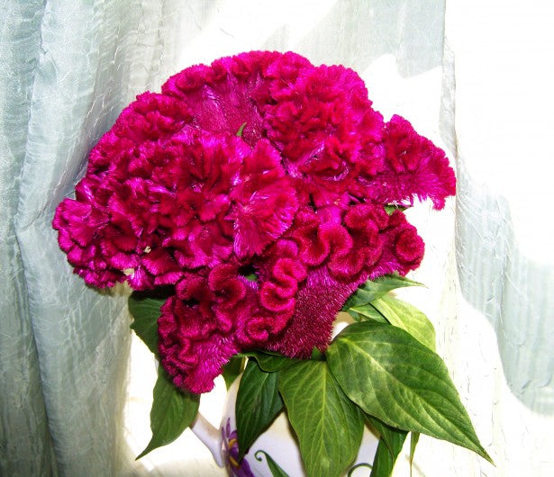 Celosia Cristata Pink, Crested Cockscomb, Edible Flowering Heirloom Seeds