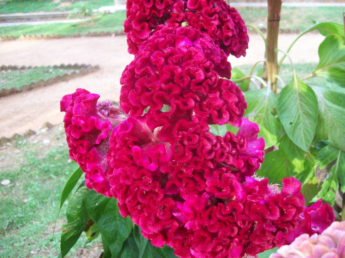 Celosia Cristata Pink, Crested Cockscomb, Edible Flowering Heirloom Seeds
