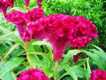 Celosia Cristata Pink, Crested Cockscomb, Edible Flowering Heirloom Seeds