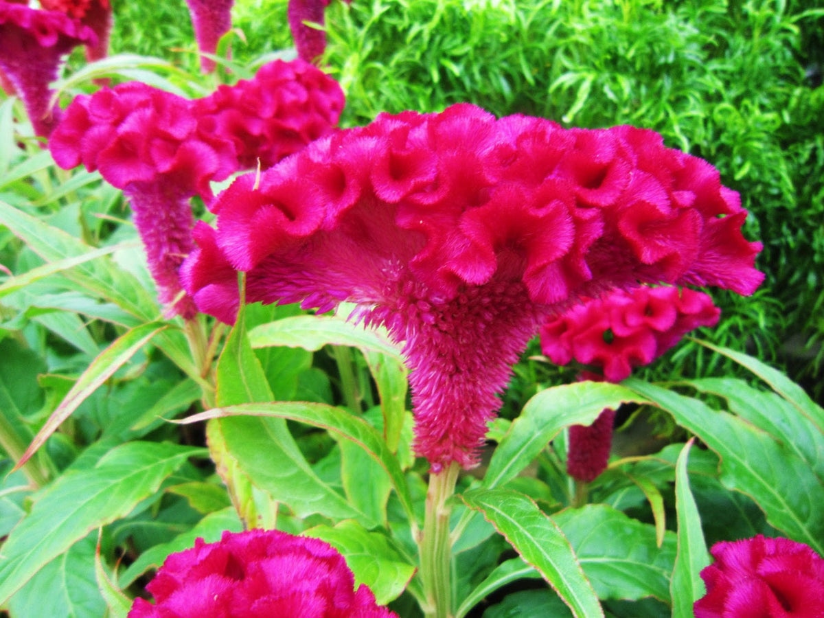 Celosia Cristata Pink, Crested Cockscomb, Edible Flowering Heirloom Seeds