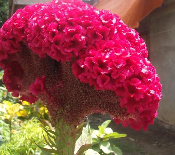 Celosia Cristata Pink, Crested Cockscomb, Edible Flowering Heirloom Seeds