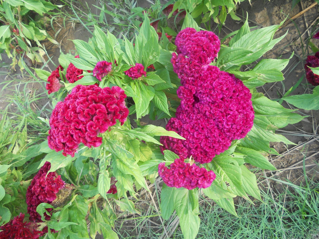 Celosia Cristata Pink, Crested Cockscomb, Edible Flowering Heirloom Seeds