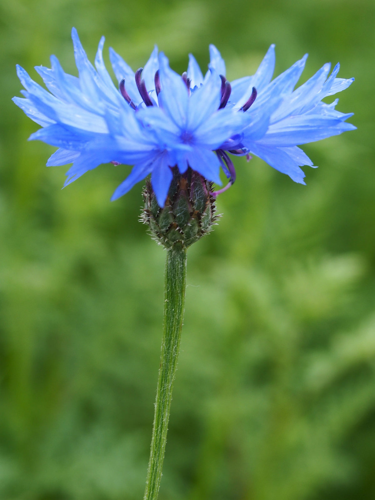 500 Centaurea cyanus seeds - Cornflower Seeds - Non-GMO Medicinal Herb