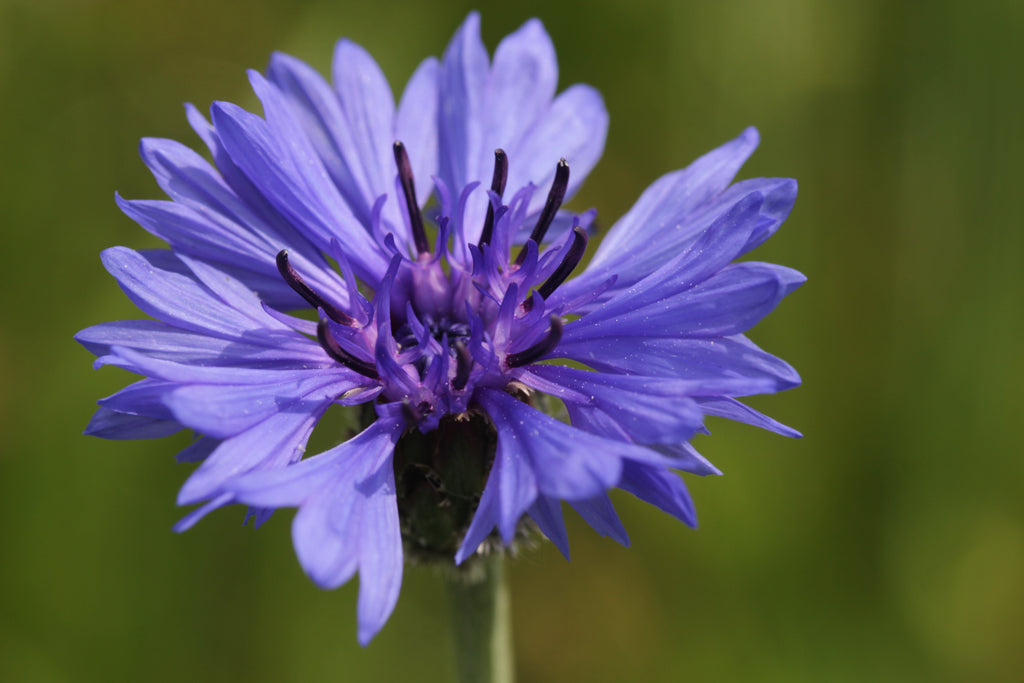 500 Centaurea cyanus seeds - Cornflower Seeds - Non-GMO Medicinal Herb