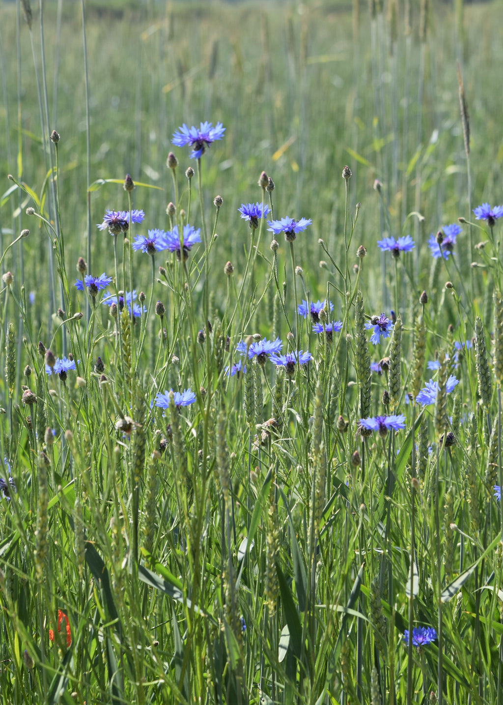 500 Centaurea cyanus seeds - Cornflower Seeds - Non-GMO Medicinal Herb