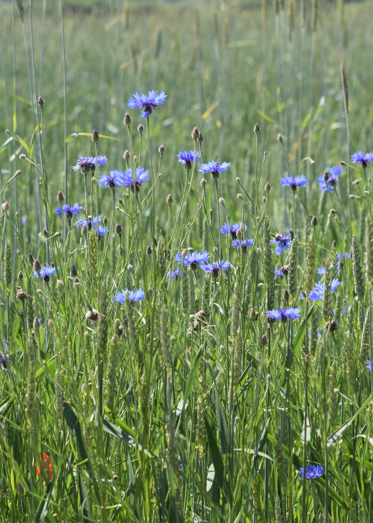 500 Centaurea cyanus seeds - Cornflower Seeds - Non-GMO Medicinal Herb