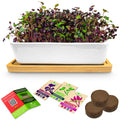 Ceramic Microgreens Growing Kit to Grow 3 Crops Including Organic USDA Red Amaranth, Purple Rambo Radish & Broccoli Microgreens Seeds.