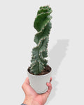 Cereus forbesii 'Spiralis'
