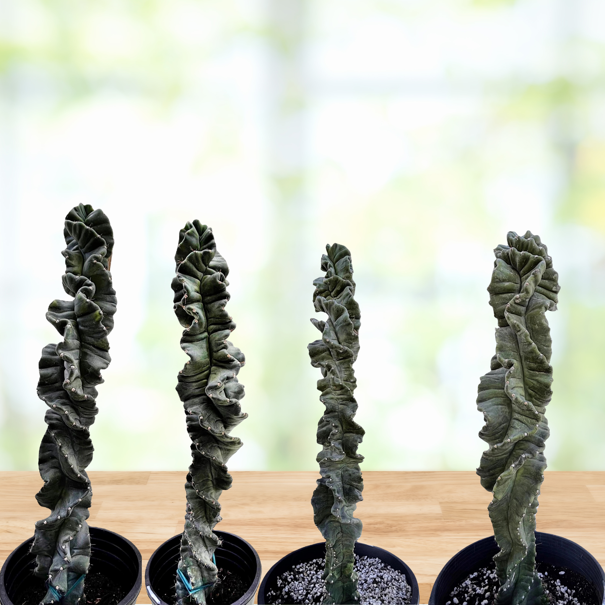 Cereus Twist Cactus