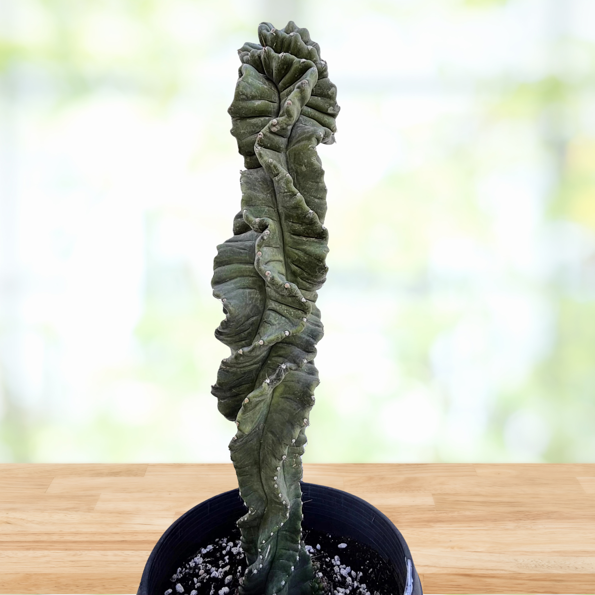Cereus Twist Cactus