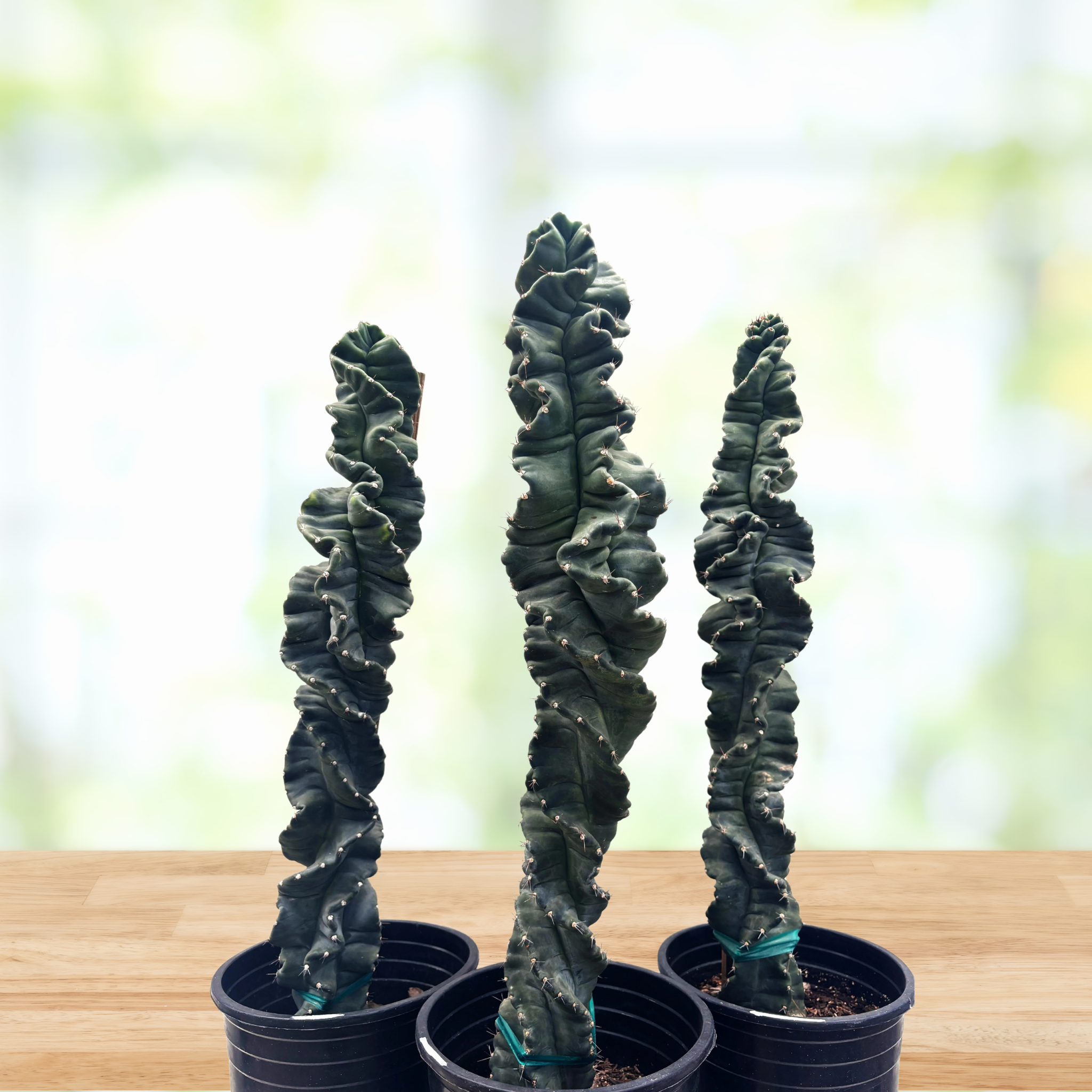 Cereus Twist Cactus