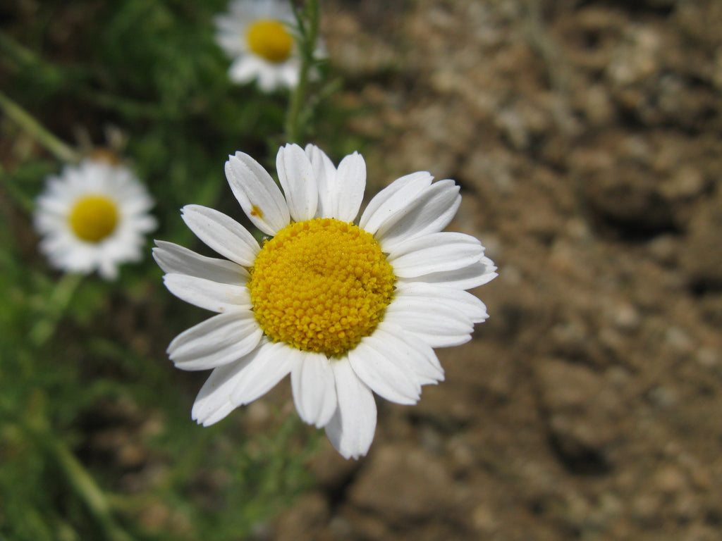 500 Roman Chamomile Seeds - Chamaemelum nobile - Non-GMO Medicinal Herb