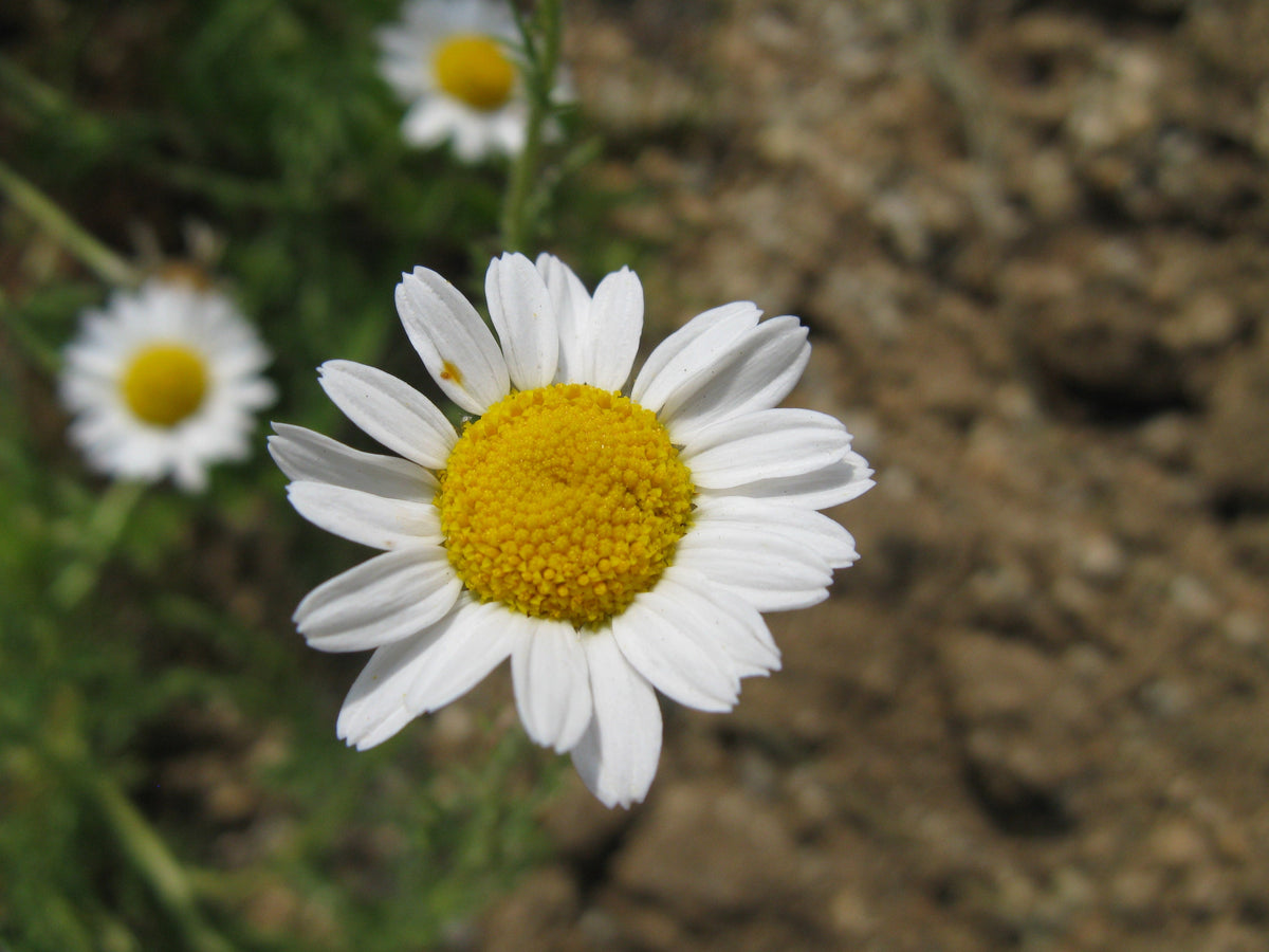 500 Roman Chamomile Seeds - Chamaemelum nobile - Non-GMO Medicinal Herb