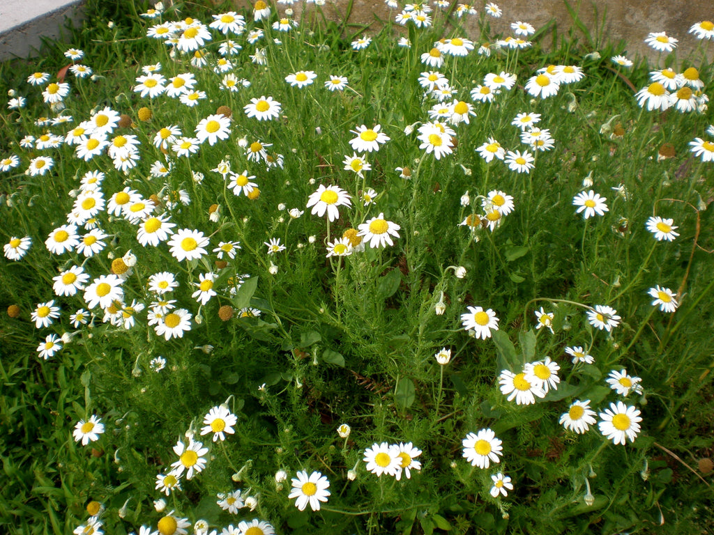 500 Roman Chamomile Seeds - Chamaemelum nobile - Non-GMO Medicinal Herb