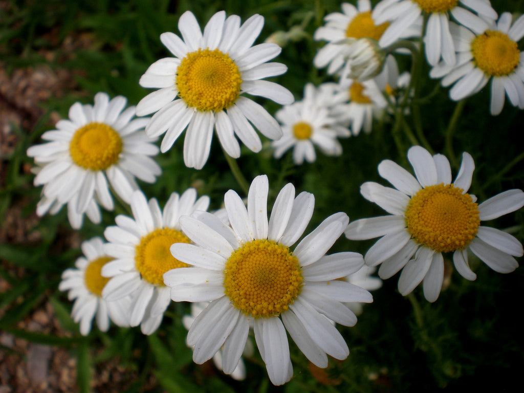 500 Roman Chamomile Seeds - Chamaemelum nobile - Non-GMO Medicinal Herb