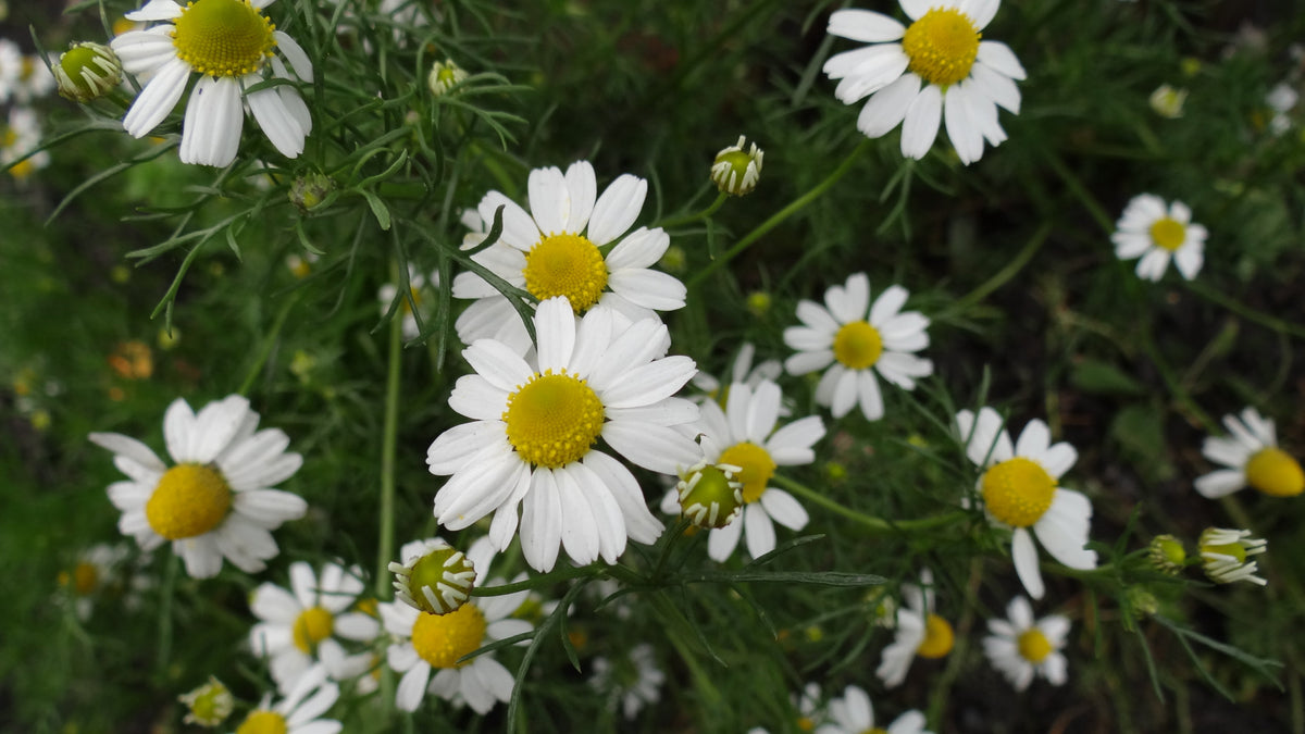 500 Roman Chamomile Seeds - Chamaemelum nobile - Non-GMO Medicinal Herb