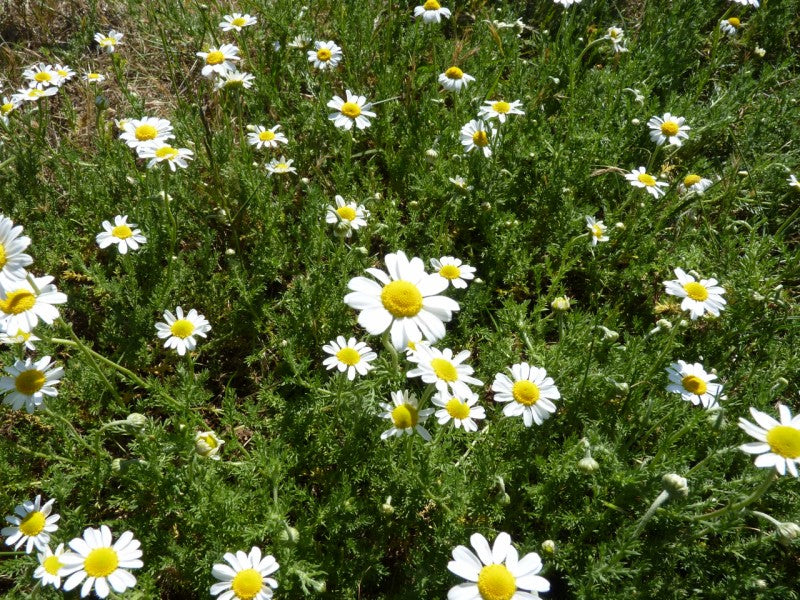 500 Roman Chamomile Seeds - Chamaemelum nobile - Non-GMO Medicinal Herb