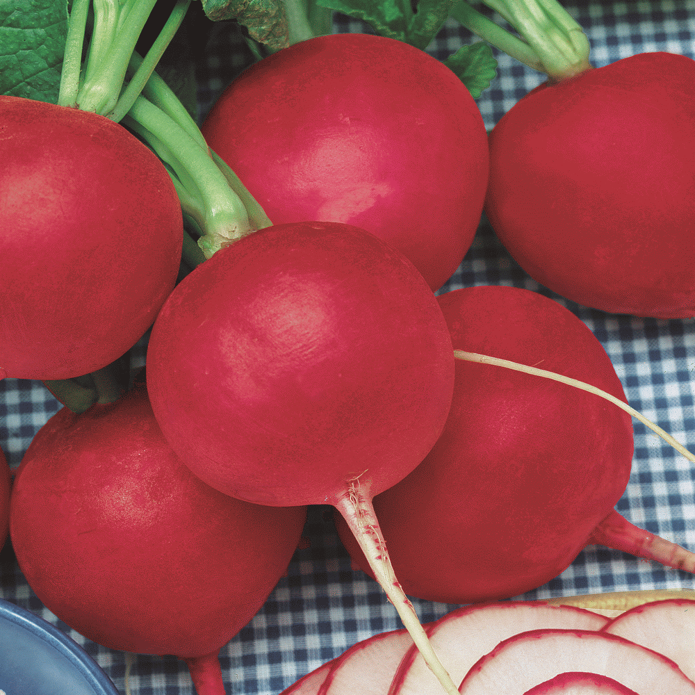 500 Champion Radish Seeds