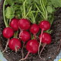 500 Champion Radish Seeds