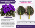 African Violet Leaf Cuttings – Buckeye Exotic Dancer Variegated Saintpaulia Hybrid, Purple Two-Tone Ruffled Blooms