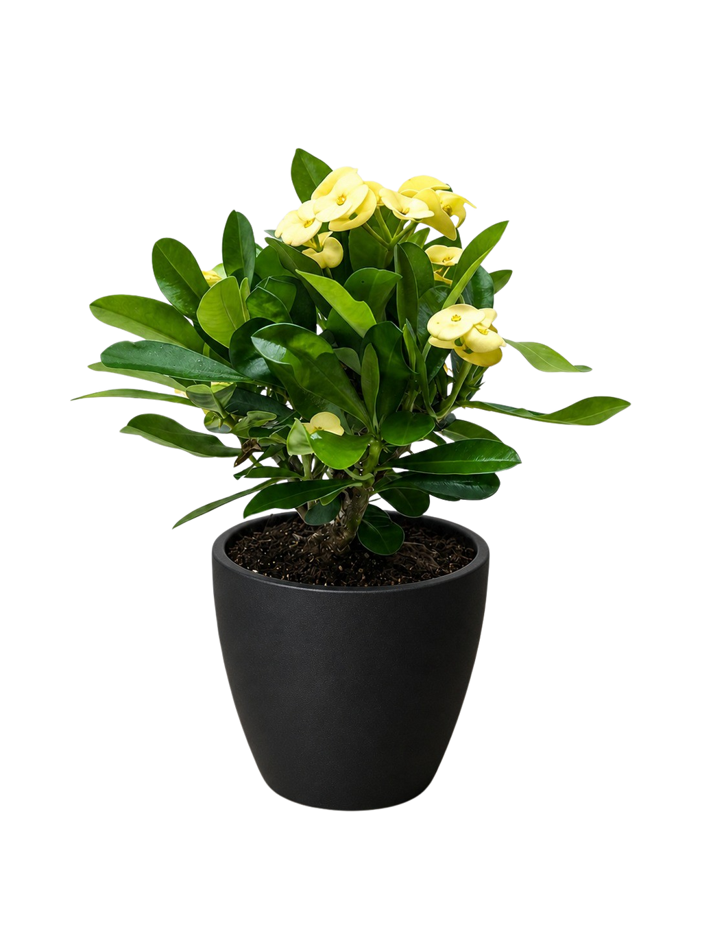 Euphorbia Milii Crown of Thorns Flowers