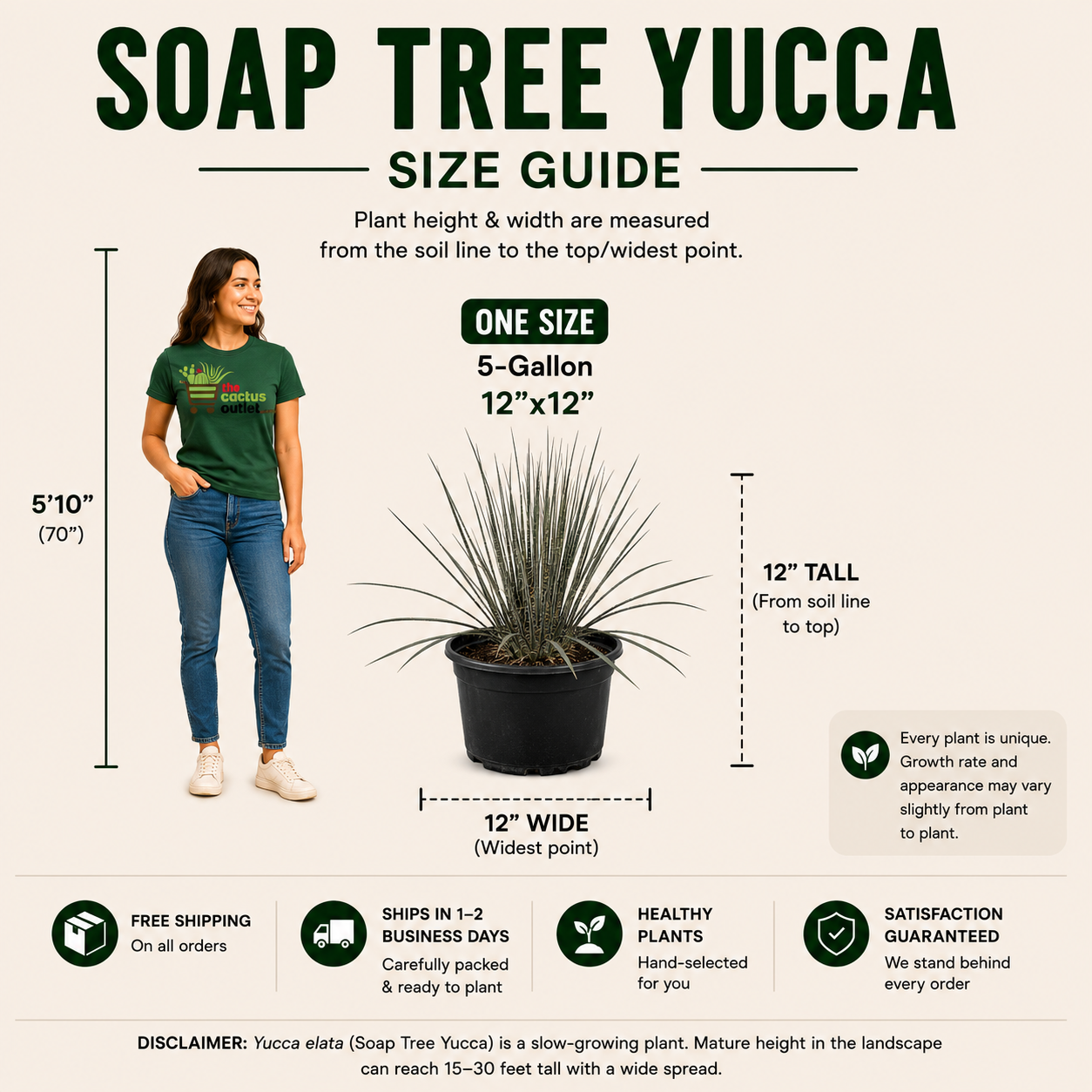 Soap Tree Yucca