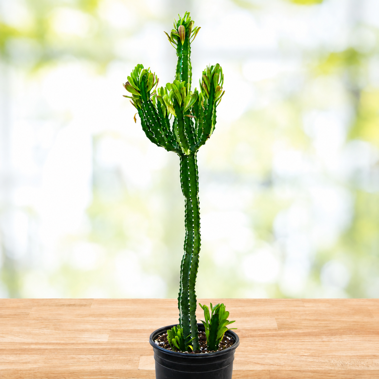 Euphorbia Royaleana