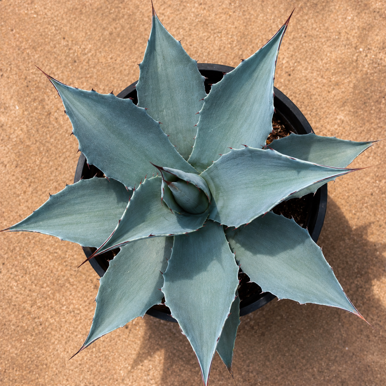 Whale's Tongue Agave | Agave ovatifolia