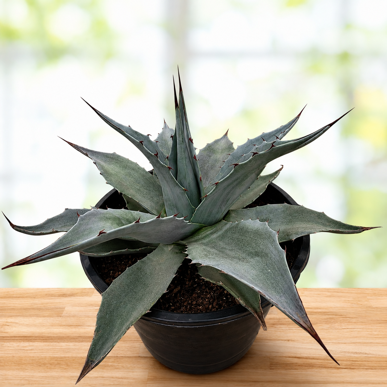 Whale's Tongue Agave | Agave ovatifolia